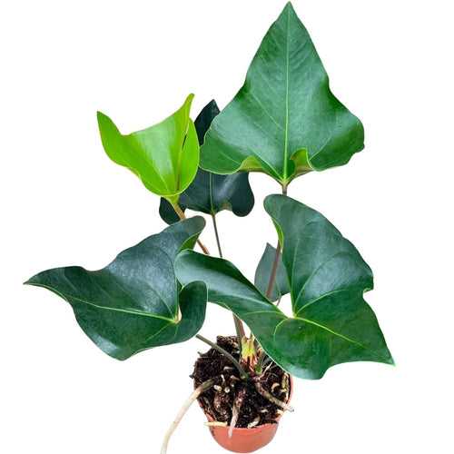 anthurium arrow care Anthurium 'Arrow' – Secret Garden Plant Shop