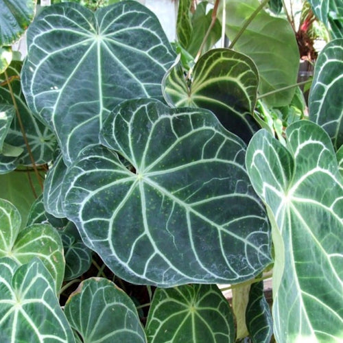 Anthurium magnificum (Babypflanze