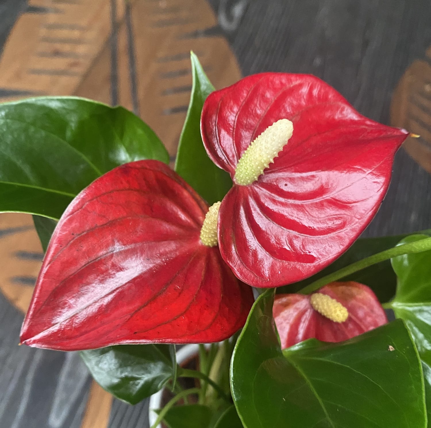 Anthurium Micra