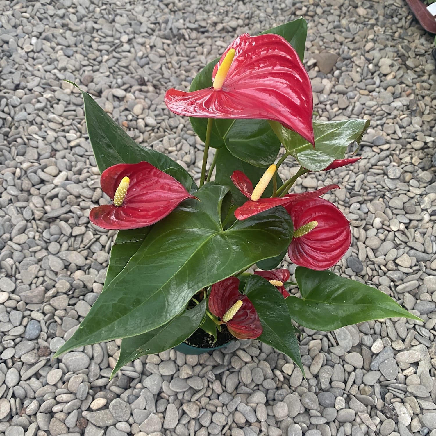 Anthurium Nevada