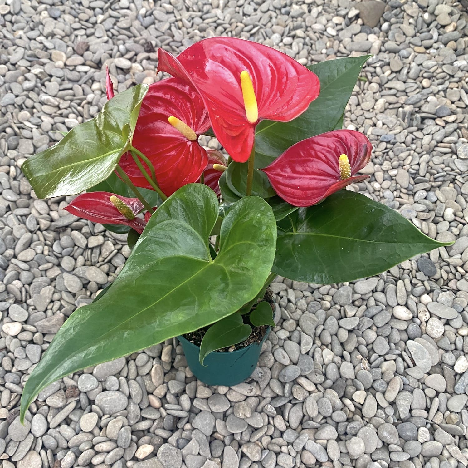 Anthurium Nevada