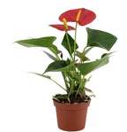 Anthurium Success Červený