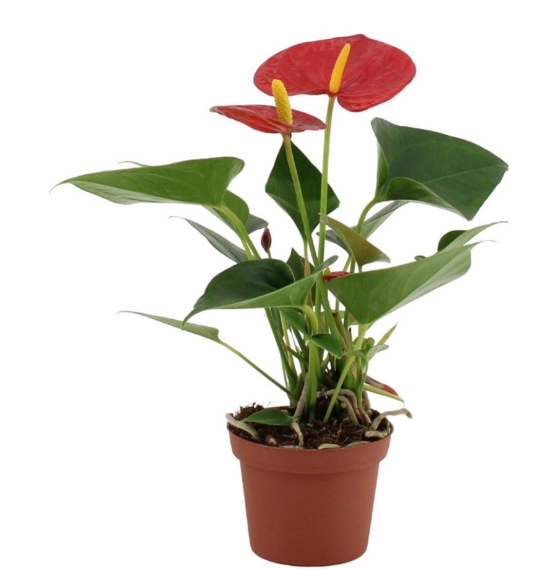 Anthurium Success Red