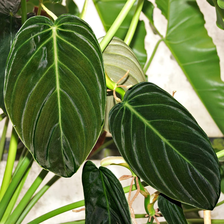 Philodendron gigas