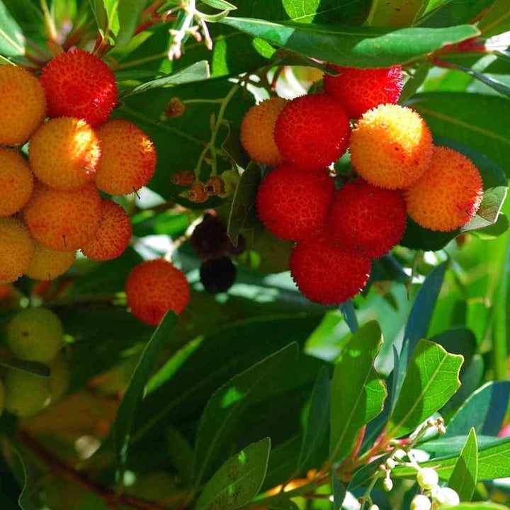 Arborele de capsuni - Arbutus unedo