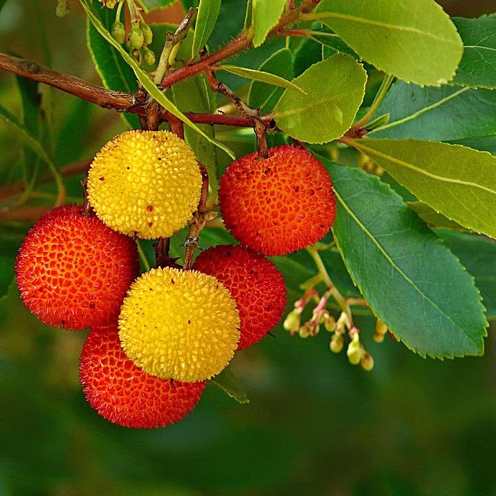 Arborele de capsuni - Arbutus unedo