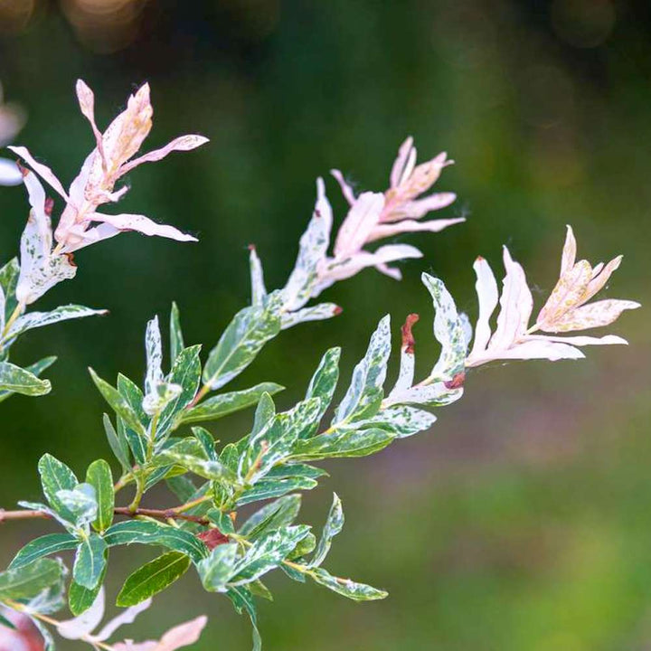 Salix integra 'Flamingo'