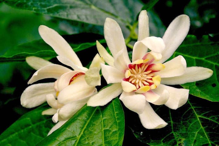 Sinocalycanthus 'Venus'