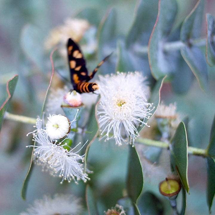 Eucalyptus pulverulenta 'Baby Blue'