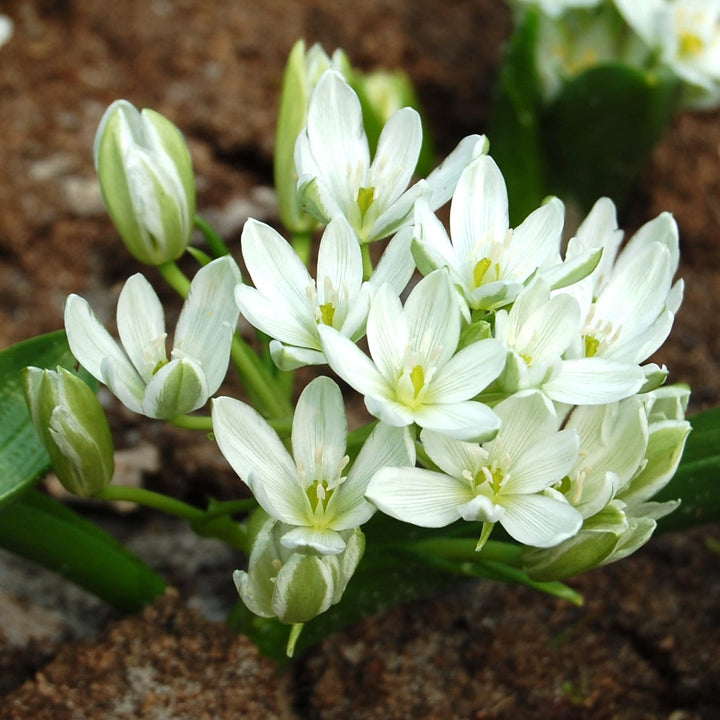 Ornithogalum Balansae - Steaua din Betheleem, Balusca