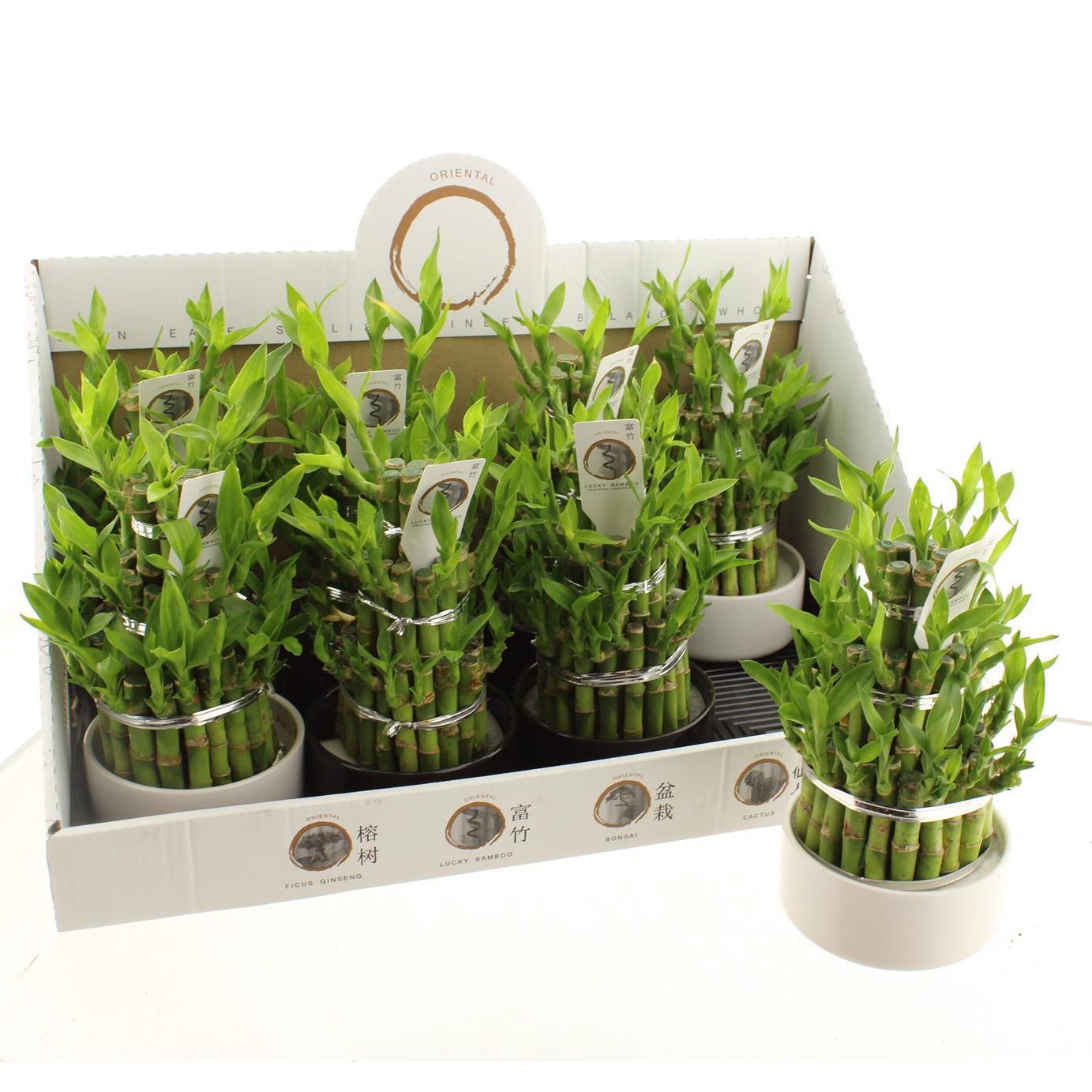 Aranjament de bambus piramida - planta Feng Shui