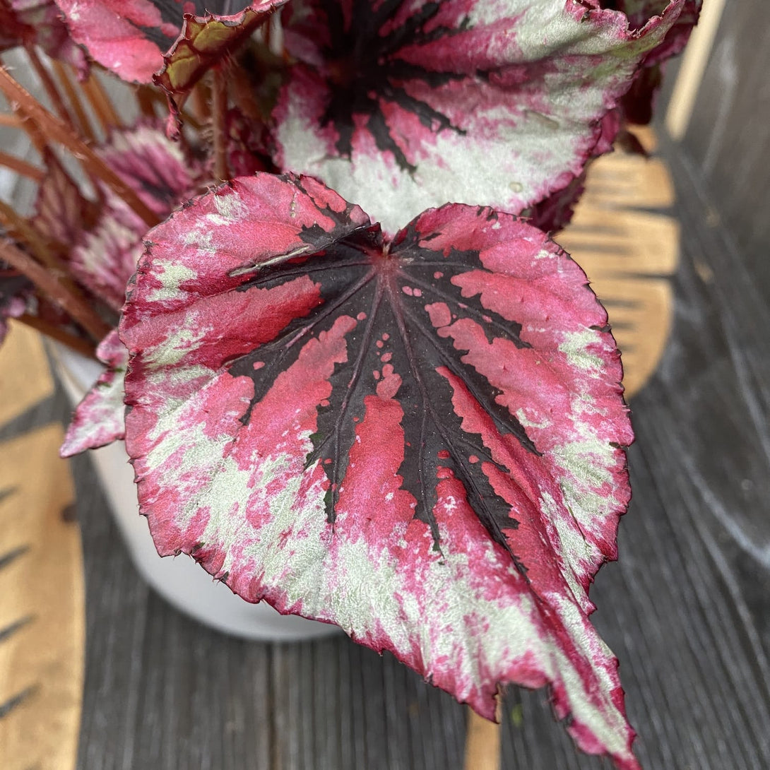 Begonia Beleaf 'Evening Glow' – Floraria Secret Garden (SG)