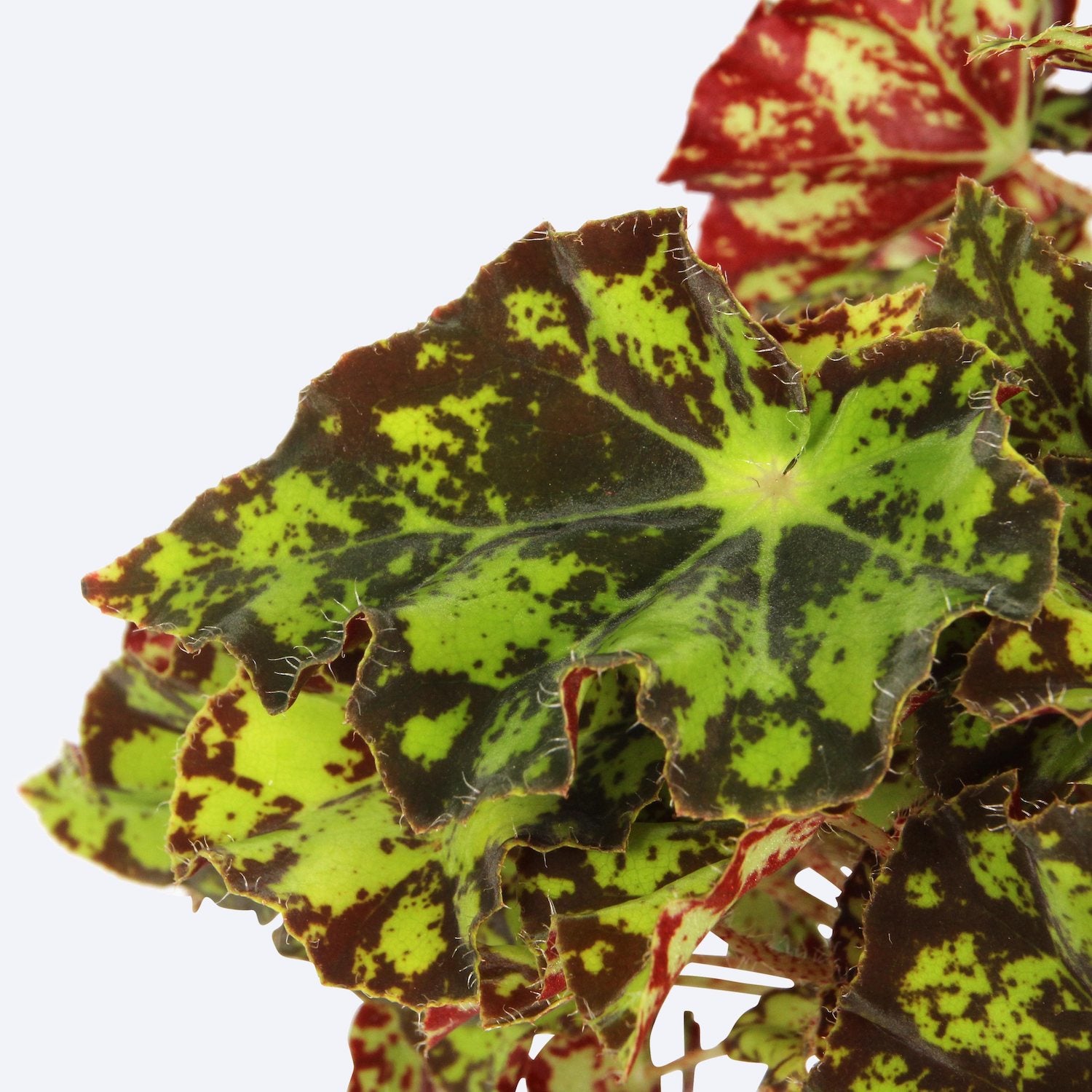 Begonia 'Magic Colours Rondeau'