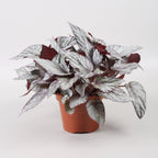 Begonia 'Arctic Breeze'