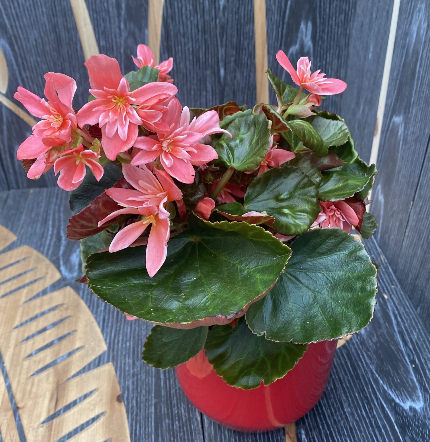 Begonia Ceveca - flori duble