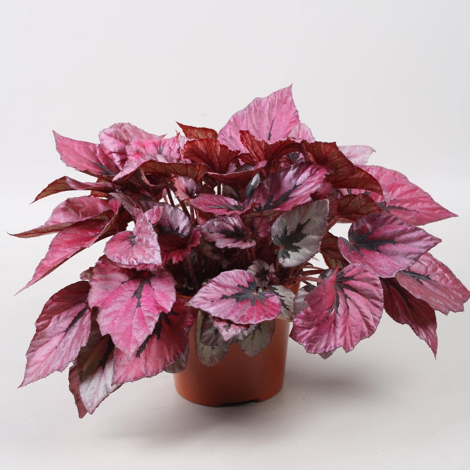 Begonia 'Indian Summer'