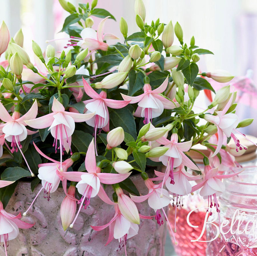 Fuchsia Bella 'Sophia' (cercelusi la ghiveci) – Secret Garden Plant Shop