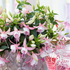 Фуксия Бела 'София' (обесени цветя в саксия)