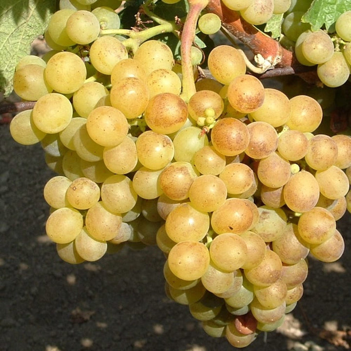 Vitis vinifera 'Bianca'