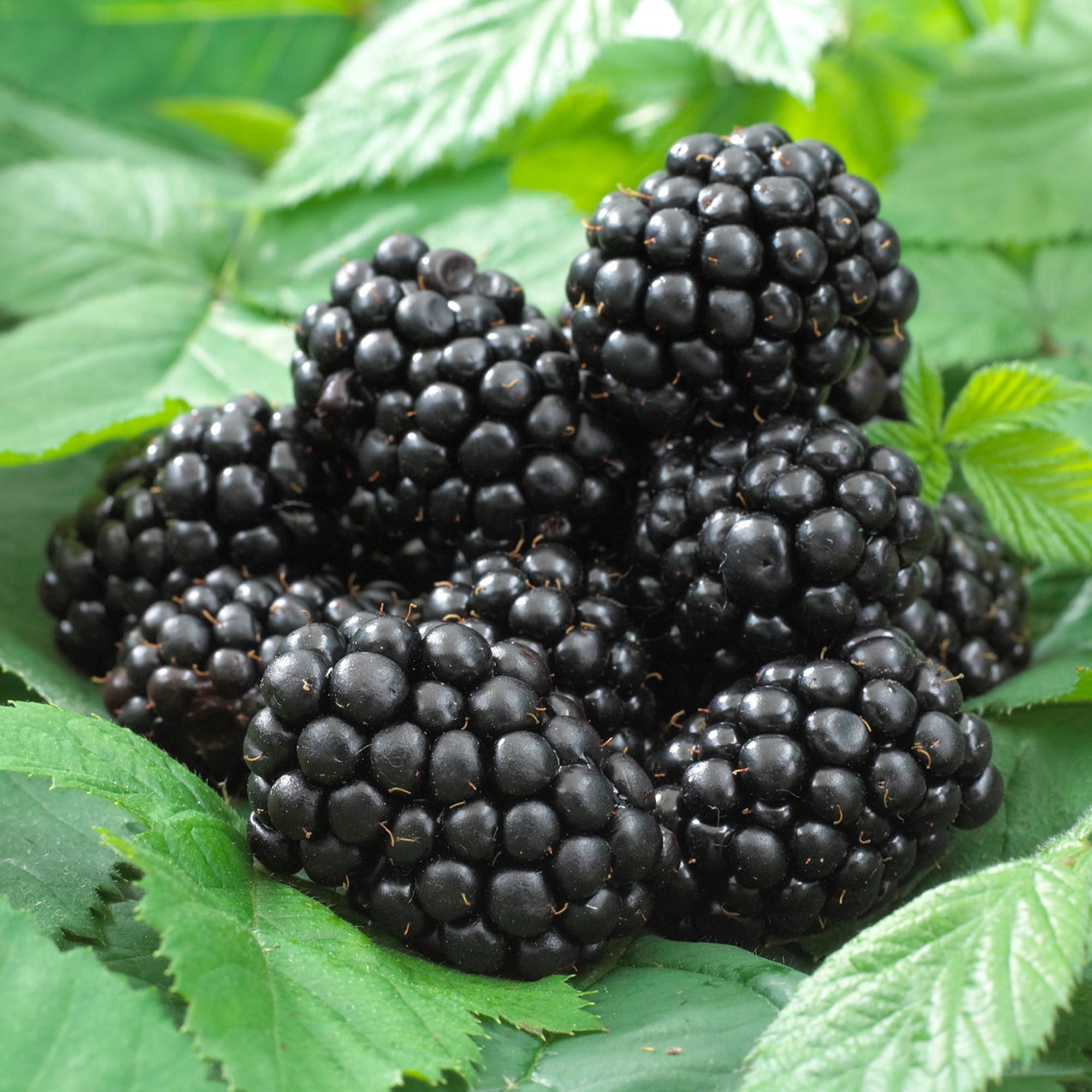 Rubus fruticosus 'Black Satin'