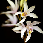 Bletilla Coritani