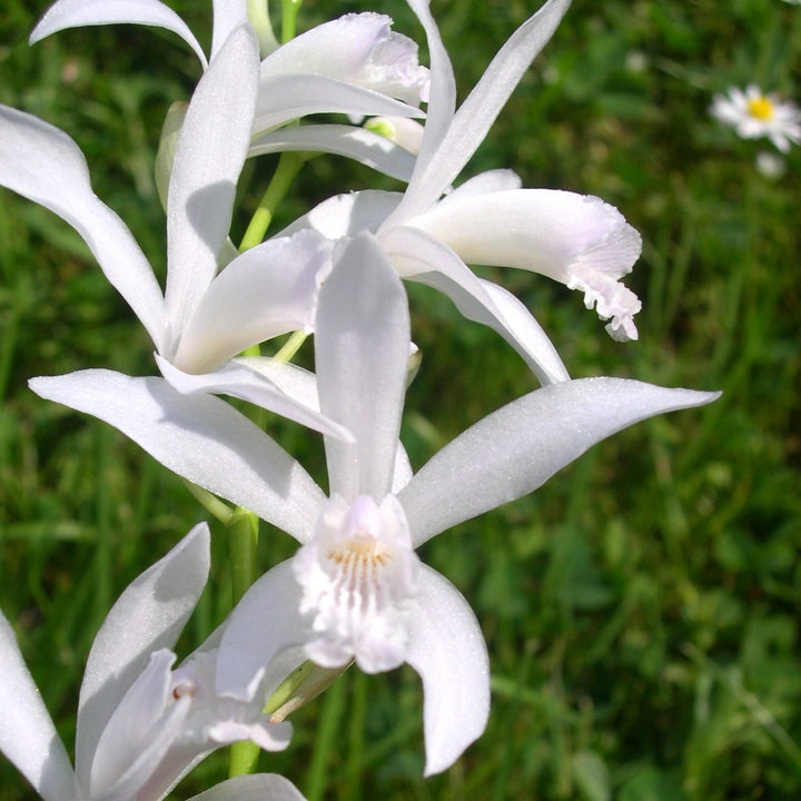 Bletilla striata 'Alba'