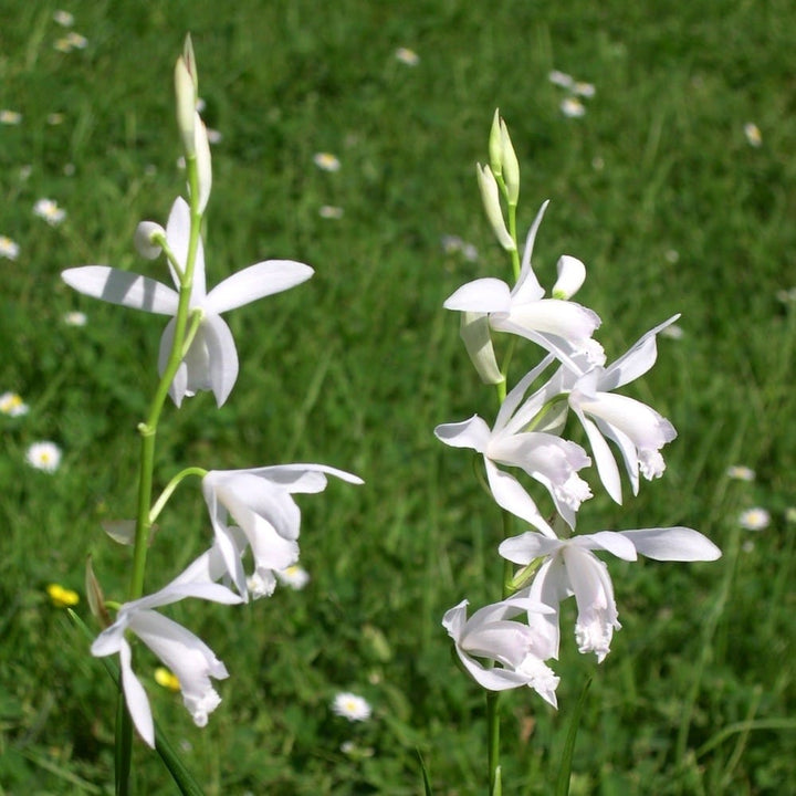 Bletilla striata 'Alba'