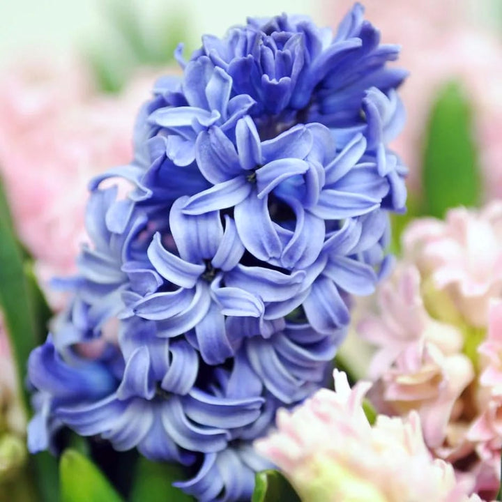 Zambile albastre - Hyacinthus orientalis 'Blue Star'