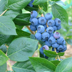 Vaccinium corymbosum 'Goldtraube'