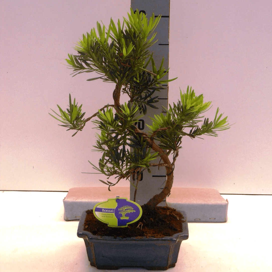 Bonsai Podocarpus sinensis