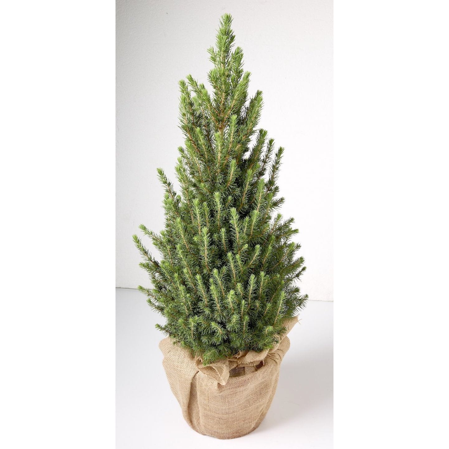 Brad natural ambalat de cadou