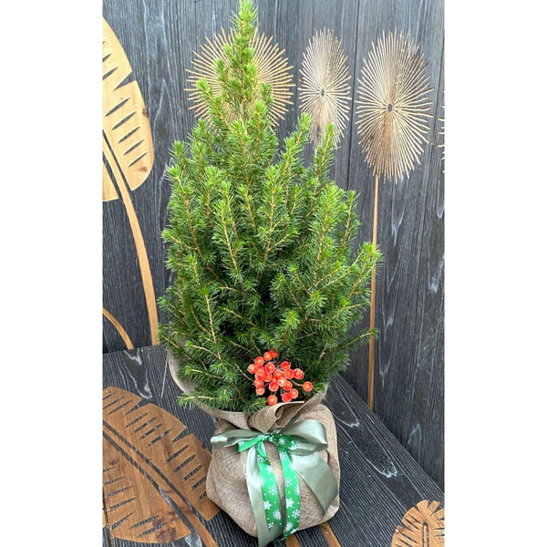 Natural fir tree wrapped as a gift and a decoration