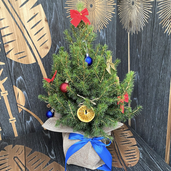 Natürlicher Tannenbaum als Geschenk verpackt und dekoriert H40-50 cm