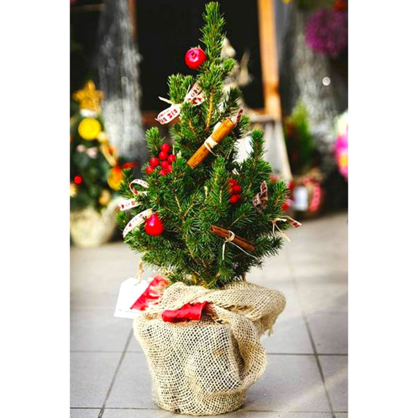 Natural tree in decorated pot