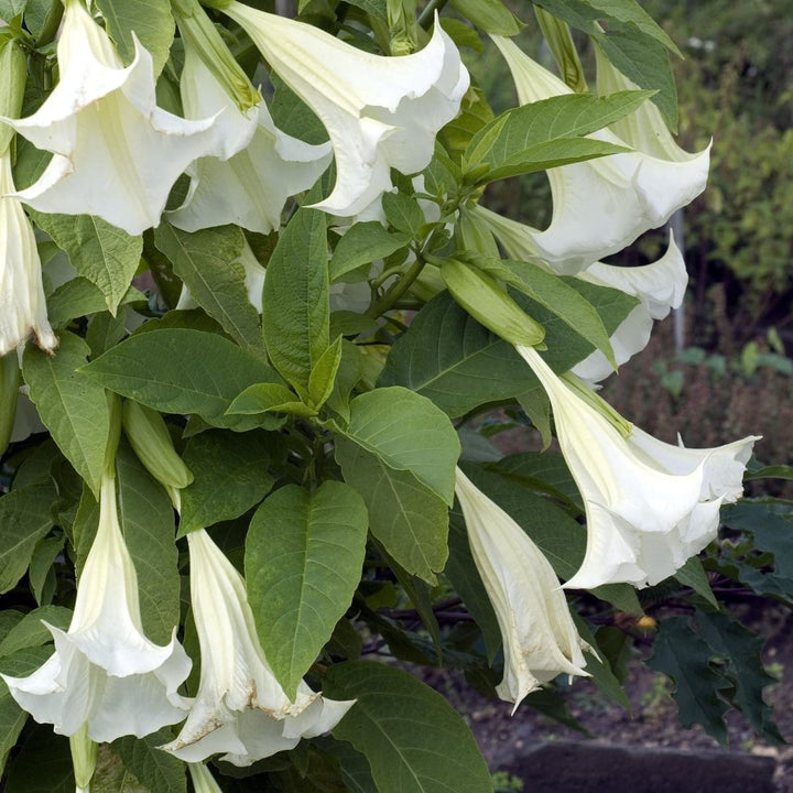 Trompeta ingerilor alba - Brugmansia arborea