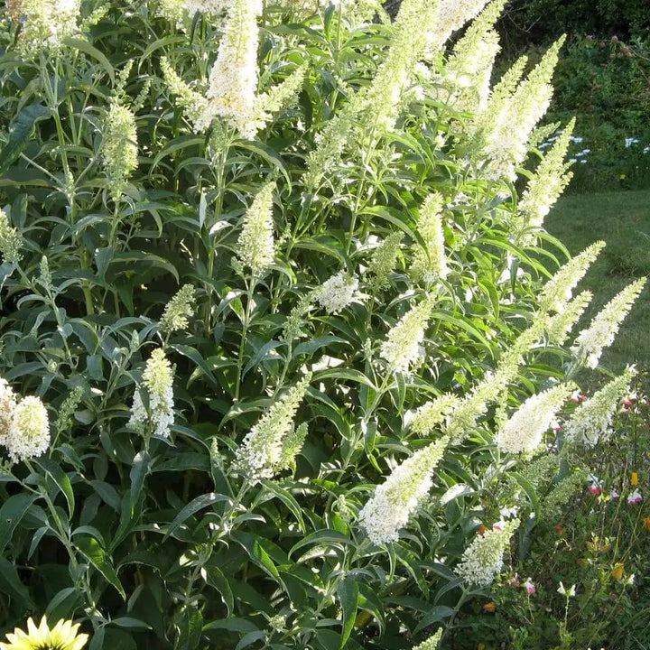 Buddleja davidii 'White Profusion'