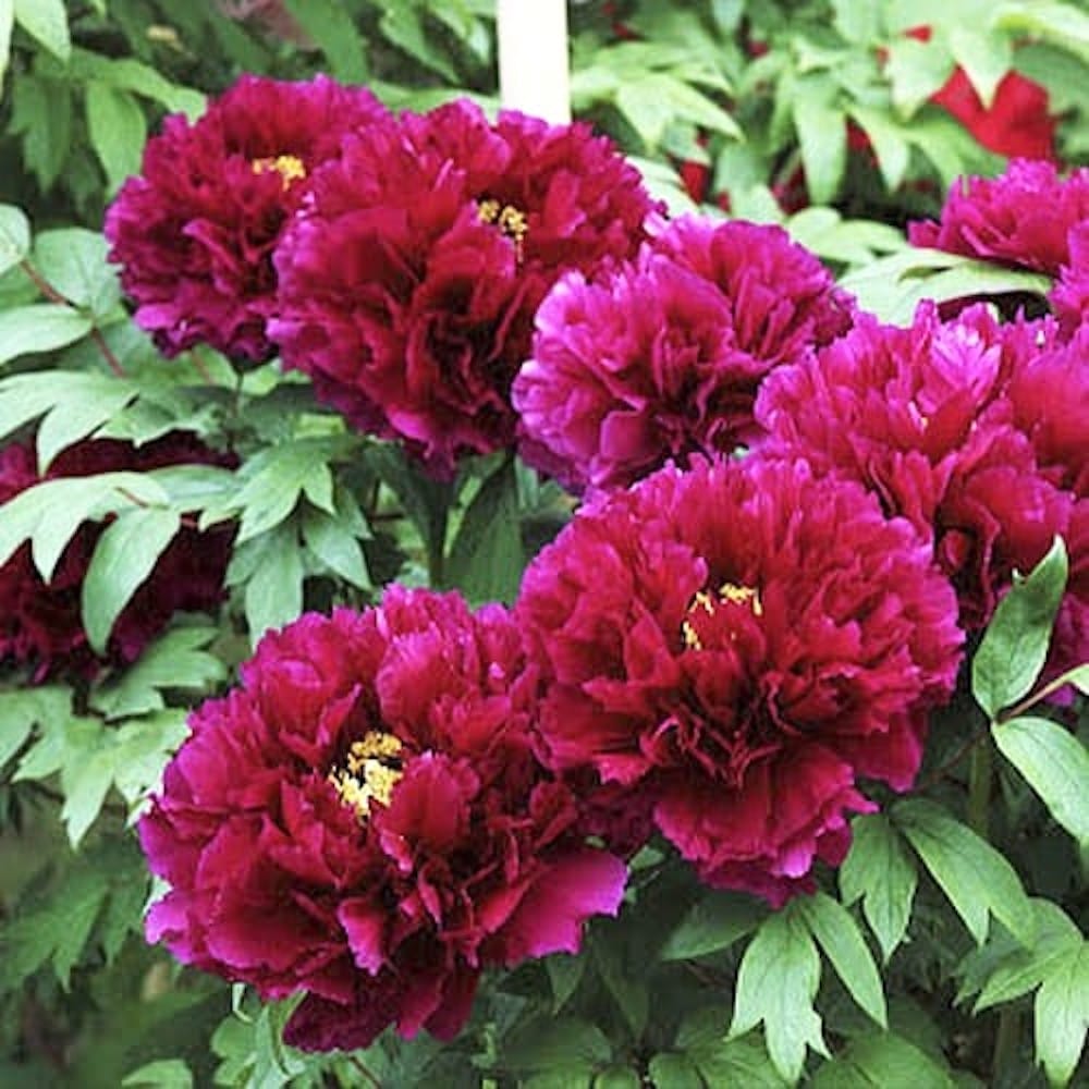 Paeonia suffruticosa 'Mo Run Jue Lun'