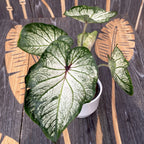 Caladium White-Green