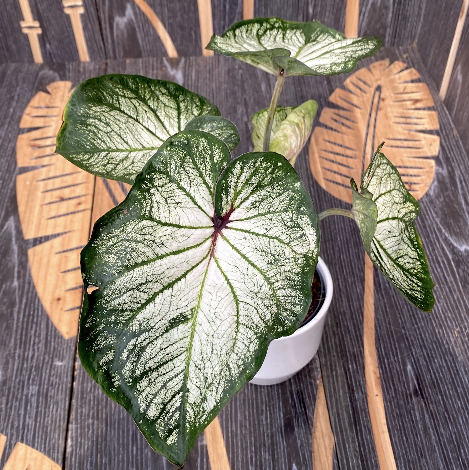 Caladium White-Green