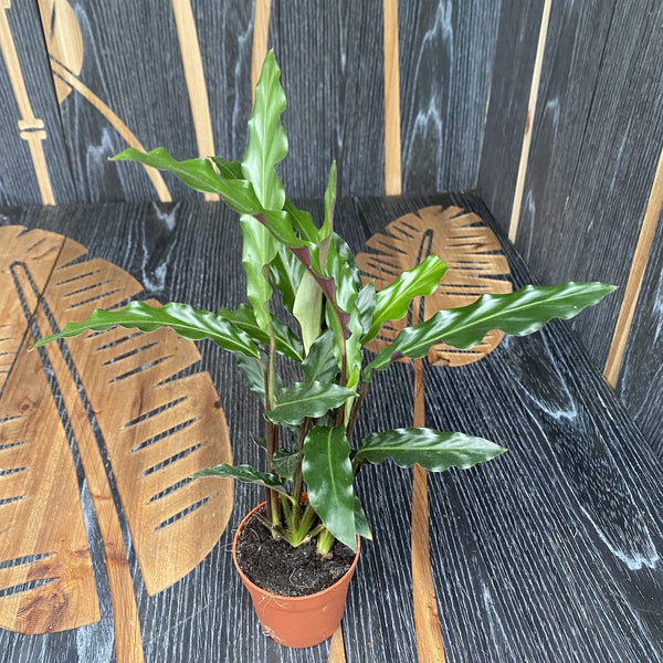 Calathea rufibarba 'Wavestar' (Babypflanze)
