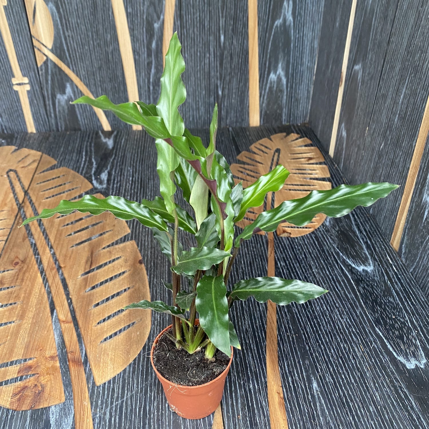 Calathea rufibarba 'Wavestar' (babyplant)