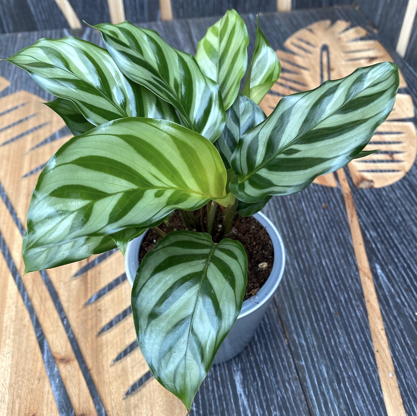 Calathea Freddie D9