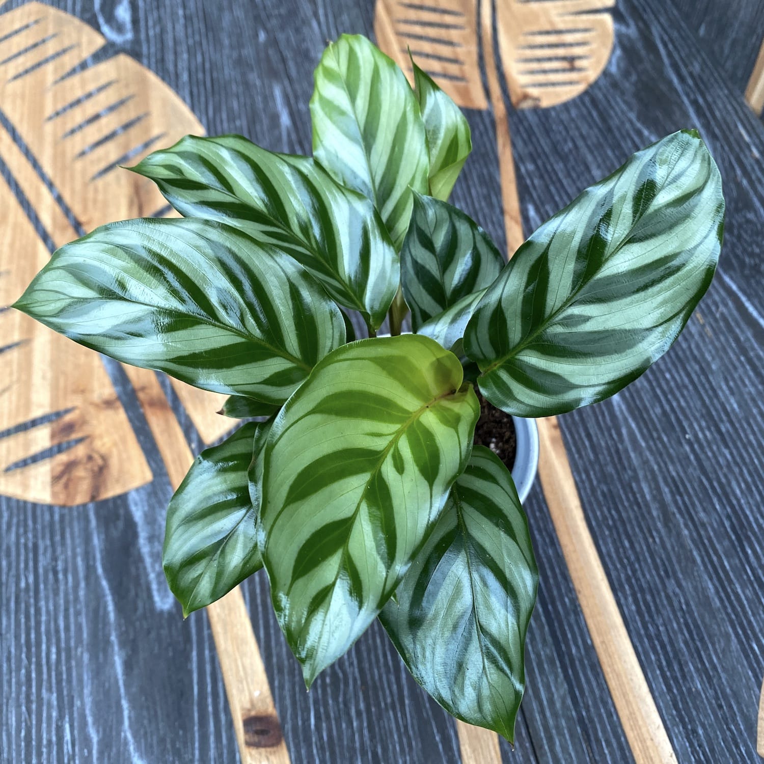 Calathea Freddie D9