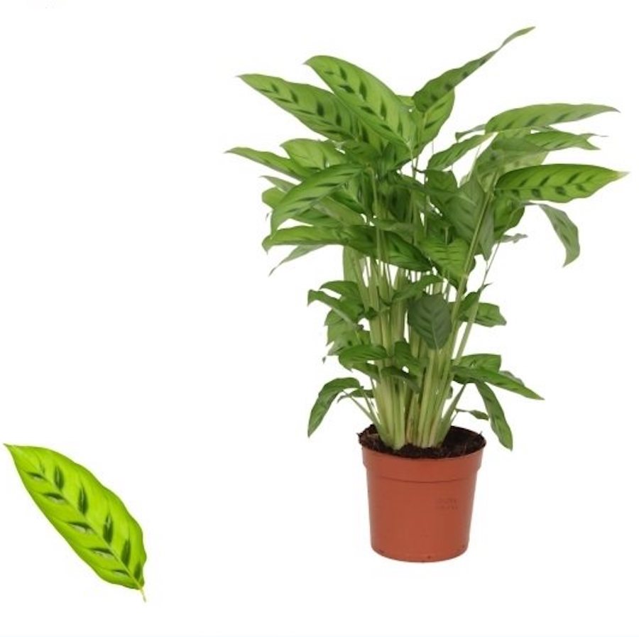 Calathea Leopardina (planta paun) D17