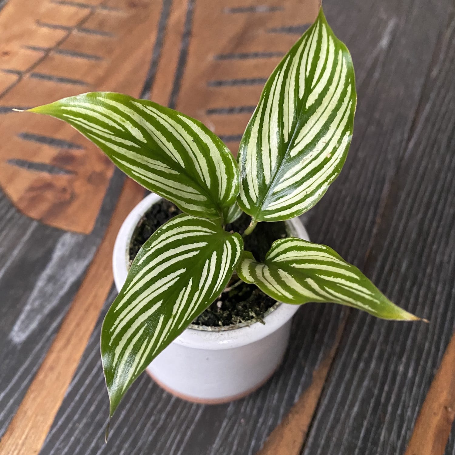 Calathea Vittata (babyplant)