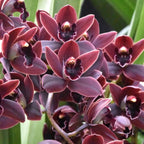 Cymbidium Cali Night 'Geyserland'