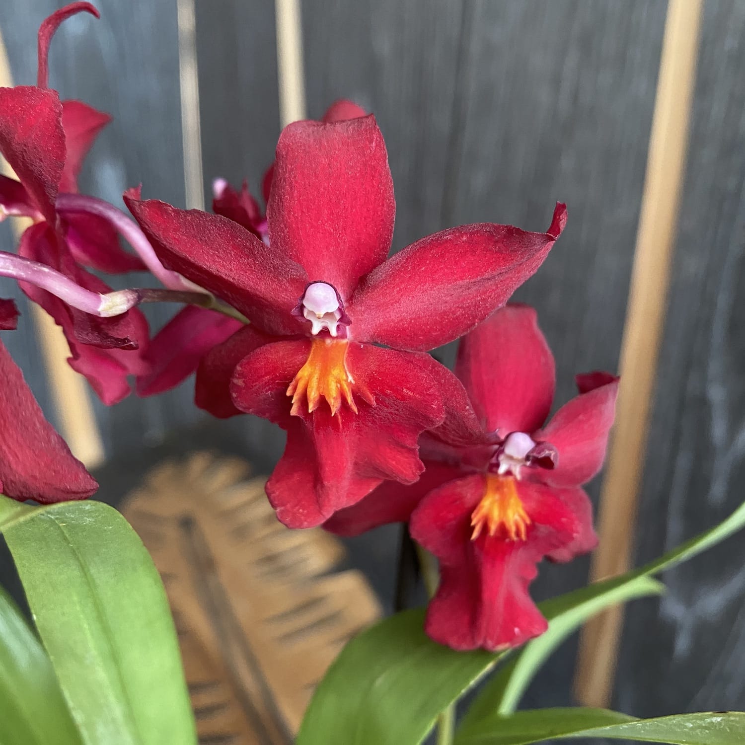 Burrageara Fran's Jewels