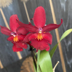 Burrageara Fran's Jewels