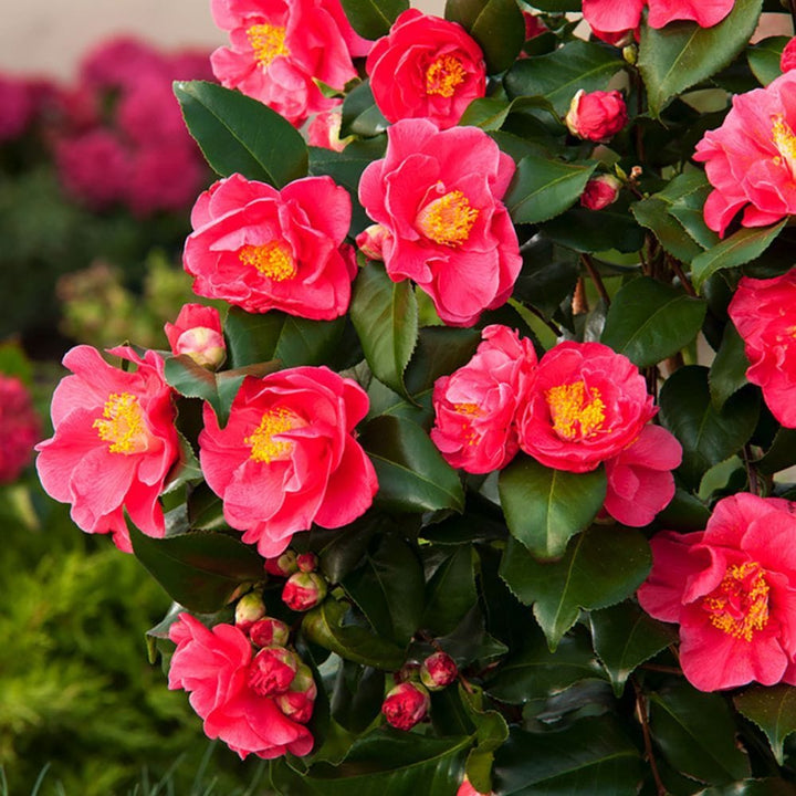 Camellia japonica 'Dr. King'