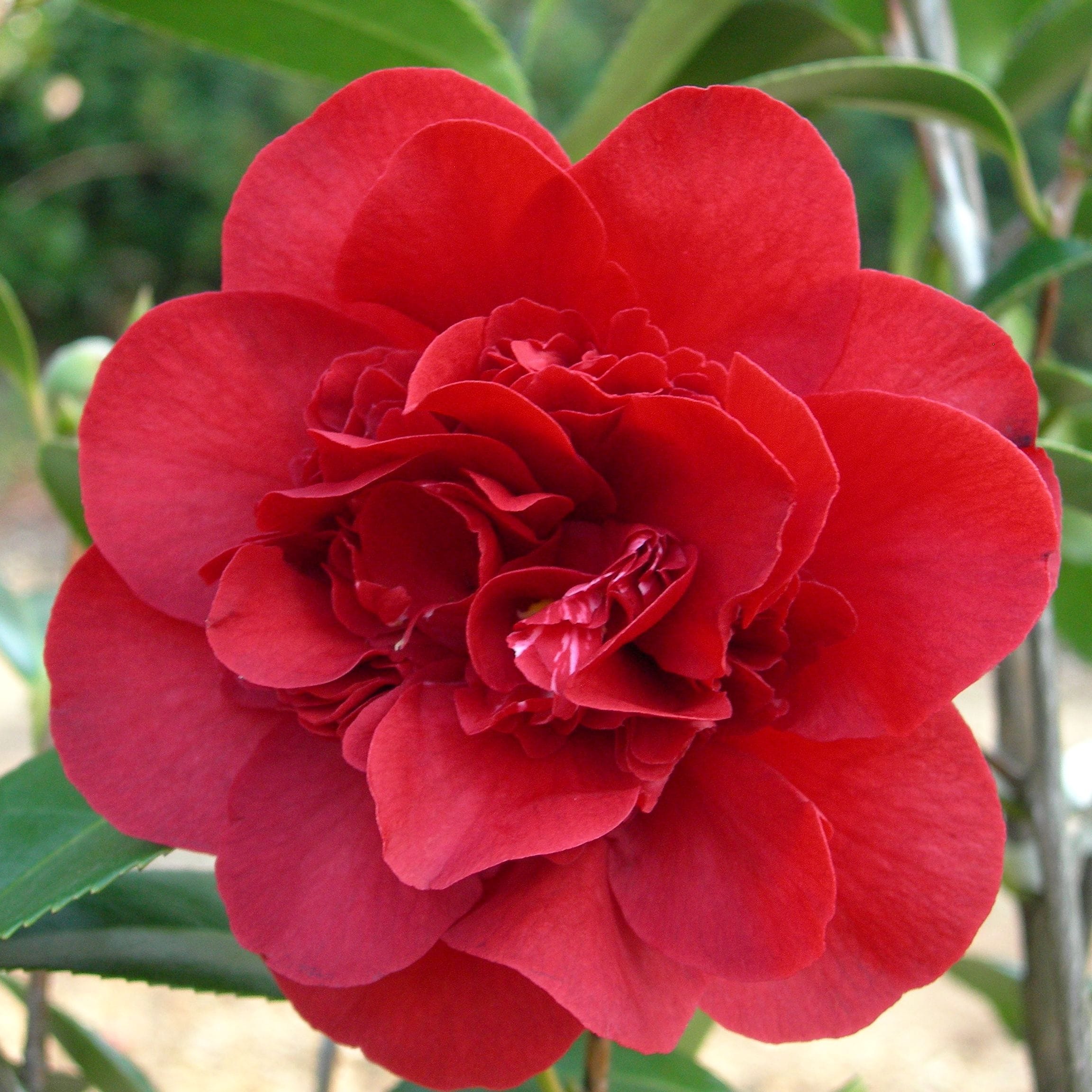Flora Ria Red Roz Camellia japonica 'Double Red' - rezistenta la inghet, exemplare tiner ...